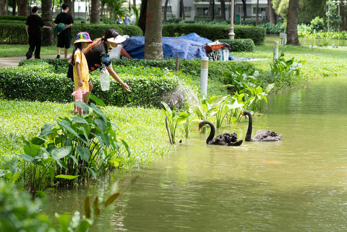 Khó để tìm thấy ở TPHCM một khu đô thị bảo tồn và phát triển đa dạng sinh học tốt như ở Celadon City, nơi con người và thiên nhiên sống chan hoà và phát triển mạnh mẽ